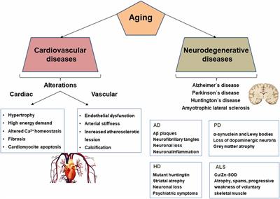 Melatonin as an Anti-Aging Therapy for Age-Related Cardiovascular and Neurodegenerative Diseases